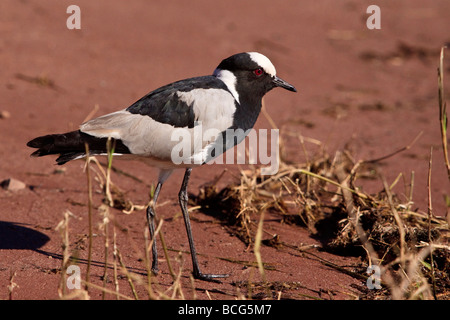 Blacksmith Plover Stockfoto