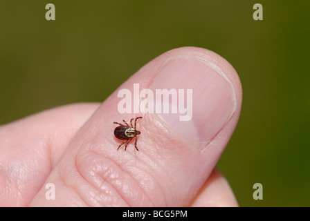 Weiblichen American Dog Tick, Dermacentor Variabilis, auch bekannt als der Holzbock Stockfoto