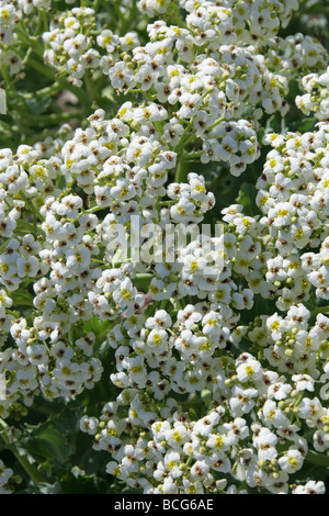 Meerkohl, Crambe Maritima, Brassicaceae, Dungeness, Kent Stockfoto