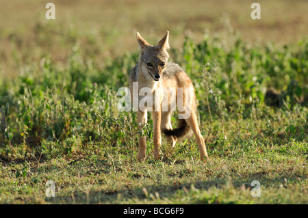 Stock Foto von einem Black-backed Schakal auf die kurze Grasebenen der Ndutu, Tansania, Februar 2009. Stockfoto