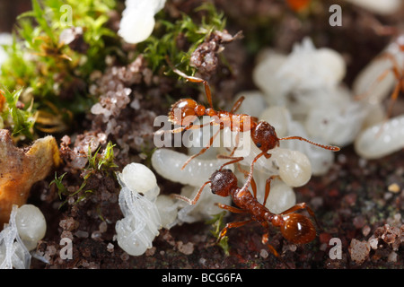 Ameisen der Gattung Myrmica bringen ihre Larven und Puppen zurück unter der Erde, nachdem ihr Nest gestört wurde. Stockfoto