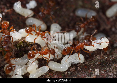 Ameisen der Gattung Myrmica bringen ihre Larven und Puppen zurück unter der Erde, nachdem ihr Nest gestört wurde. Stockfoto