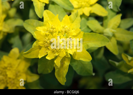 Kissen, Gulltörel Wolfsmilch (Euphorbia epithymoides) Stockfoto