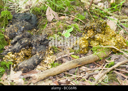 Dachs Meles Meles latrine Stockfoto