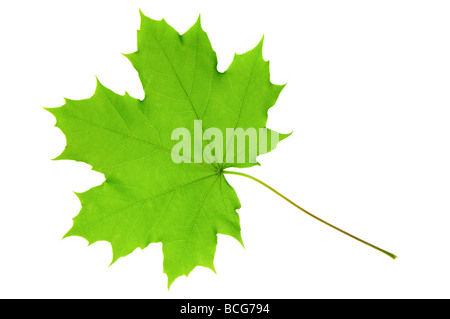 Grüne Blätter Stockfoto