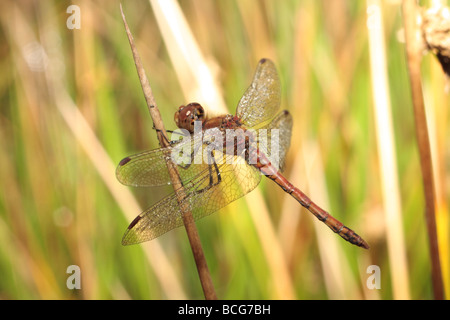 Gemeinsamen Darter Libelle. Stockfoto