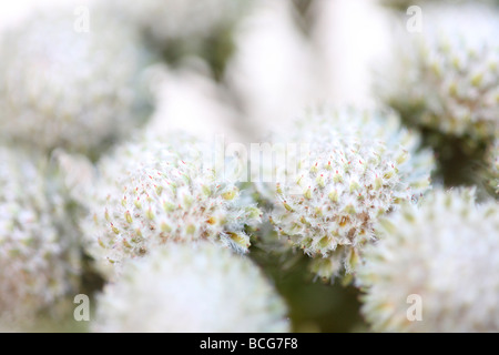 schöne full-Frame-Bild von Brunia Blütenköpfchen Kunstfotografie Jane Ann Butler Fotografie JABP425 Stockfoto