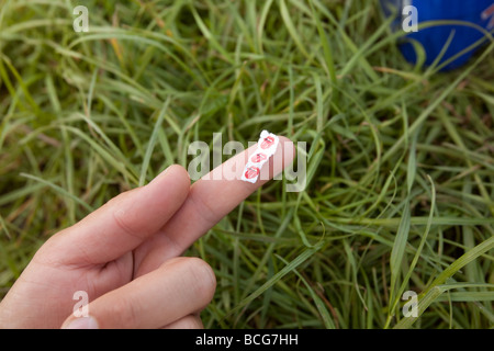 Säure-LSD löst oder laschen auf a bemannt den Finger Stockfoto