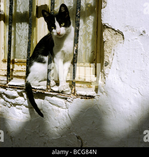 Wilde Katze in Tarifa Andalusien Spanien auf Fenstersims eingeklemmt hinter dem grill Stockfoto