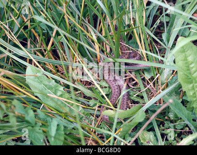 Gemeinsamen Viper Schlange in hohen Gräsern Stockfoto