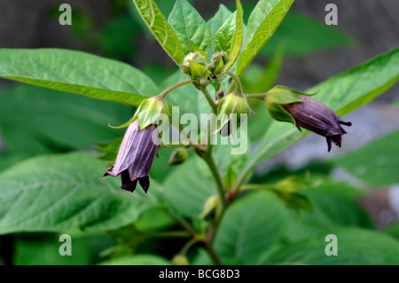 Tollkirsche, Atropa Belladonna, in Blüte Stockfoto
