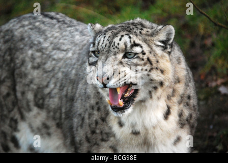 Weibliche Schneeleopard Knurren Stockfoto