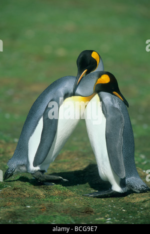 Königspinguine (Aptenodytes Patagonicus) umwerben paar, Volunteer Point, Falkland-Inseln Stockfoto