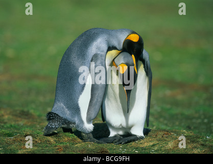 Königspinguine (Aptenodytes Patagonicus) umwerben paar, Volunteer Point, Falkland-Inseln Stockfoto