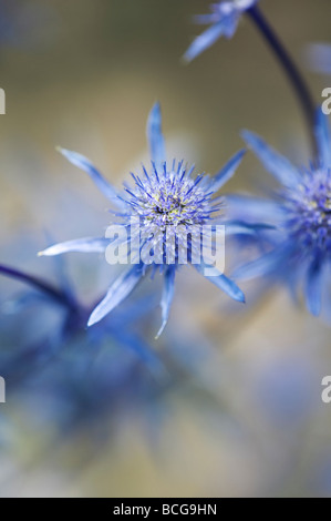 Eryngium Planum 'Jade Frost'. Meer-Holly Blume Stockfoto