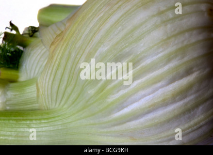 Florenz Fenchel-Zwiebel Stockfoto