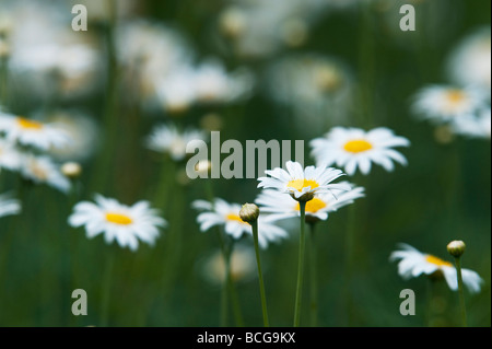 Argyranthemum grazile "Chelsea Girl". Marguerite Blumen Stockfoto