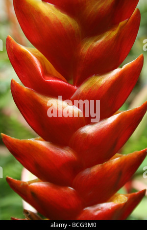 Roten Bromelien Vriesea Blumenarten genommen In Calderstones Park, Liverpool, UK Stockfoto