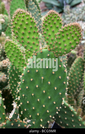 Paddeln Sie Kaktus Opuntia Hyptiacantha genommen In Calderstones Park, Liverpool, UK Stockfoto