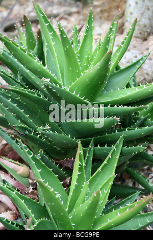 Saftige Blätter der Spitze Aloe Aloe Aristata genommen In Calderstones Park, Liverpool, UK Stockfoto