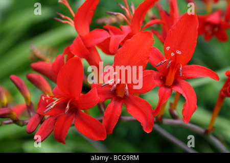 Die roten Blüten des Crocosmia genommen In Calderstones Park, Liverpool, UK Stockfoto