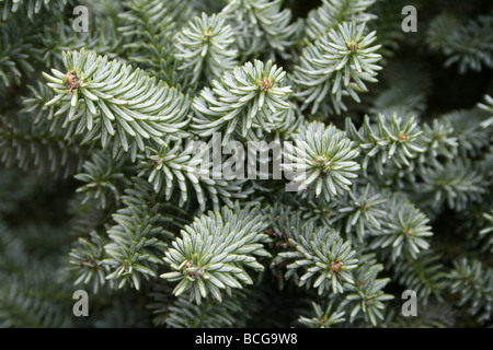 Nadelwald Juniper Strauch Zweig genommen In Calderstones Park, Liverpool, UK Stockfoto