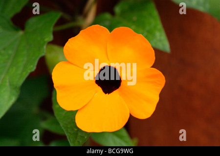 Nahaufnahme der Blüte der Thunbergia Alata, black eyed Susan. Stockfoto