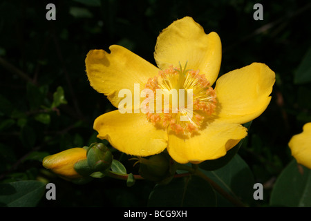 Hidcote Johanniskraut Johanniskraut Hypericum 'Hidcote' genommen In Calderstones Park, Liverpool, UK Stockfoto