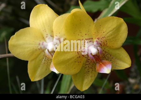 Orchideen Phalaenopsis Bruder Golden Potenzial (Phal Bruder Paradies X Phal Taipei Gold) Calderstones Park, Liverpool, UK Stockfoto