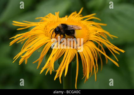 Alant Inula Helenium mit Buff-tailed Bumble Bee Bombus Terrestris genommen In Calderstones Park, Liverpool, UK Stockfoto