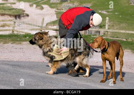 Man trocknet nasse Hunde mit Tuch genommen Balnakeil Bay, Schottland Stockfoto