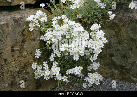 Filziges Boissieri, Caryophyllaceae, westliches Mittelmeer Stockfoto