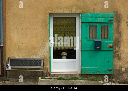 Ein weißer Pudelhund schaut aus einer Tür-Fenster. Sault, Provence, Frankreich Stockfoto