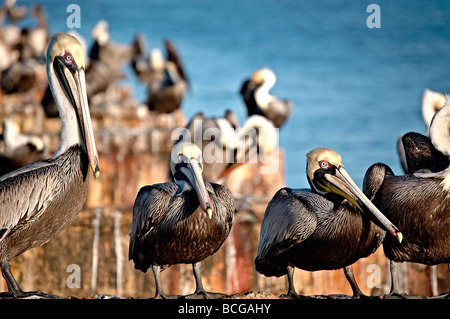 Viele Pelikane am Ufer. Stockfoto