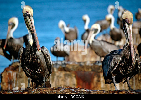 Viele Pelikane. Stockfoto
