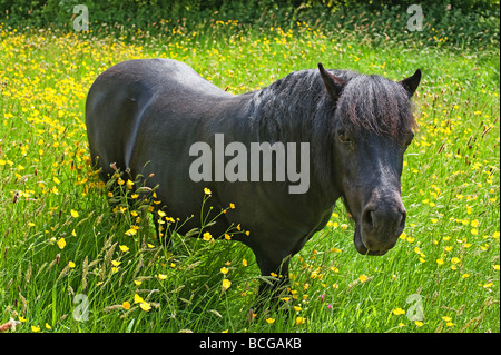 Shetland-Pony im Pokal Frühlingswiese Butter, sehen wir das dunkle schwarze Pferd gegen hellen gelben und grünen Butterblumen. Stockfoto