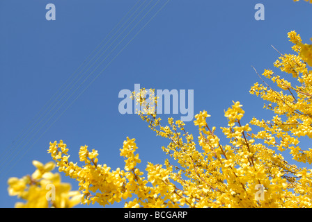 FORSYTHIEN UNTER STROMLEITUNGEN Stockfoto