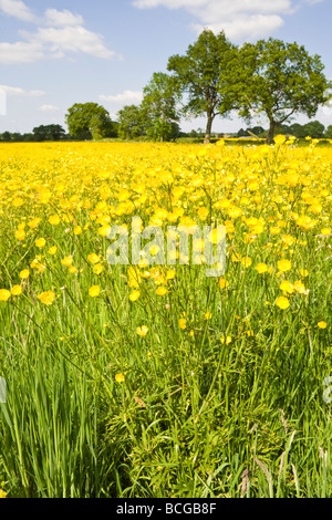 Ein Feld von Butterblumen nahe Birdwood, Gloucestershire, zeigt die ganze Pflanze Stockfoto