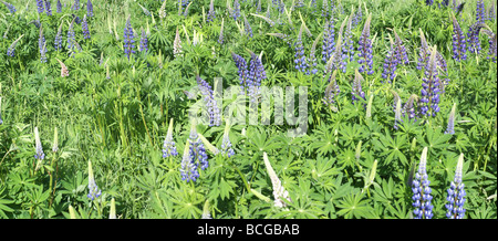 Lupinen in ein Feld Mount Desert Island Acadia Nationalpark Maine Stockfoto