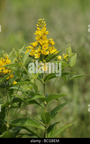 Gelbe Gilbweiderich Lysimachia Vulgaris wächst auf nassen Düne Freizeithosen an Qualitätsorientierung in Süd-Wales Stockfoto