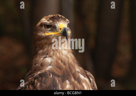 Mäusebussard Buteo Buteo, Kalkspat, Falke, Buteo, Raubtier, Raptor, Gesicht, Stockfoto