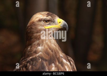 Mäusebussard Buteo Buteo, Kalkspat, Falke, Buteo, Raubtier, Raptor, Gesicht, Stockfoto