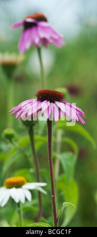 Echinacea purpurea 'Magnus'. Coneflower 'Magnus' Stockfoto