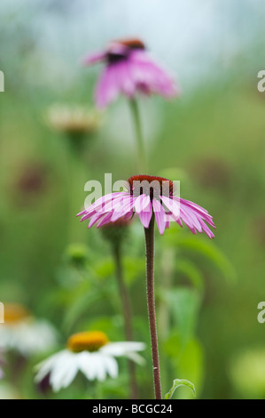 Echinacea purpurea 'Magnus'. Coneflower 'Magnus' Stockfoto