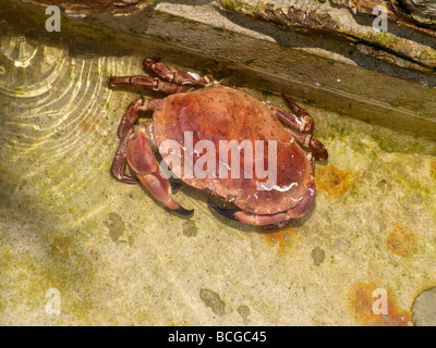 Essbare Krabbe Cancer Pagurus in einen Pferch vor einem Restaurant in Newquay Stockfoto