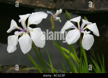 Japanische Wasser Iris, Rabbitear Iris oder Kakitsubata, Iris Laevigata 'Alboviolacea', Iridaceae. Stockfoto