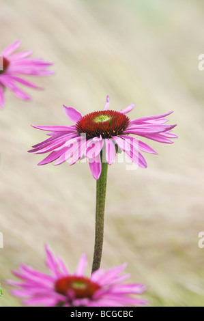 Echinacea purpurea 'Rubinglow'. Sonnenhut 'Rubinglow' Stockfoto