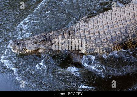 Nil-Krokodil in Wasser Stockfoto