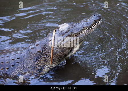 Nil-Krokodil, mit seinen Kopf aus dem Wasser, Nahrung zu schlucken. Stockfoto