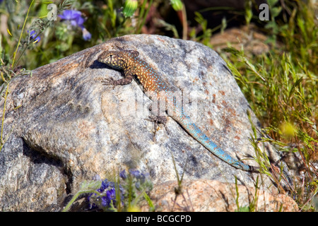 Gemeinsame Seite-blotched Eidechse (Uta Stansburiana) im Anza Borrego Desert State Park, Kalifornien. Stockfoto